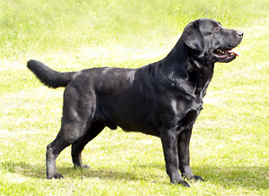 SU(u)CH FIN UCH Briggle's Fox on the Run