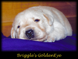 Briggles GoldenEye