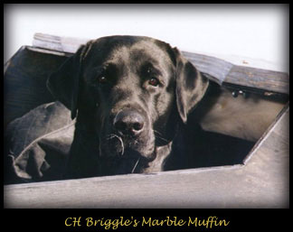 Ch Briggle's Marble Muffin