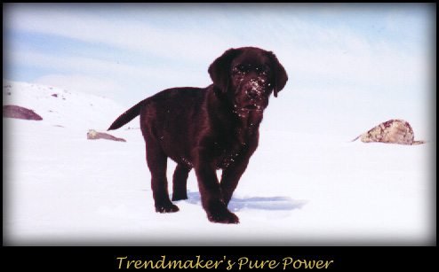 Trendmaker's Pure Power