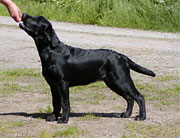 Briggle's Perl